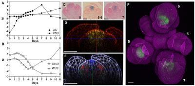 Expression of KNUCKLES in the Stem Cell Domain Is Required for Its Function in the Control of Floral Meristem Activity in Arabidopsis